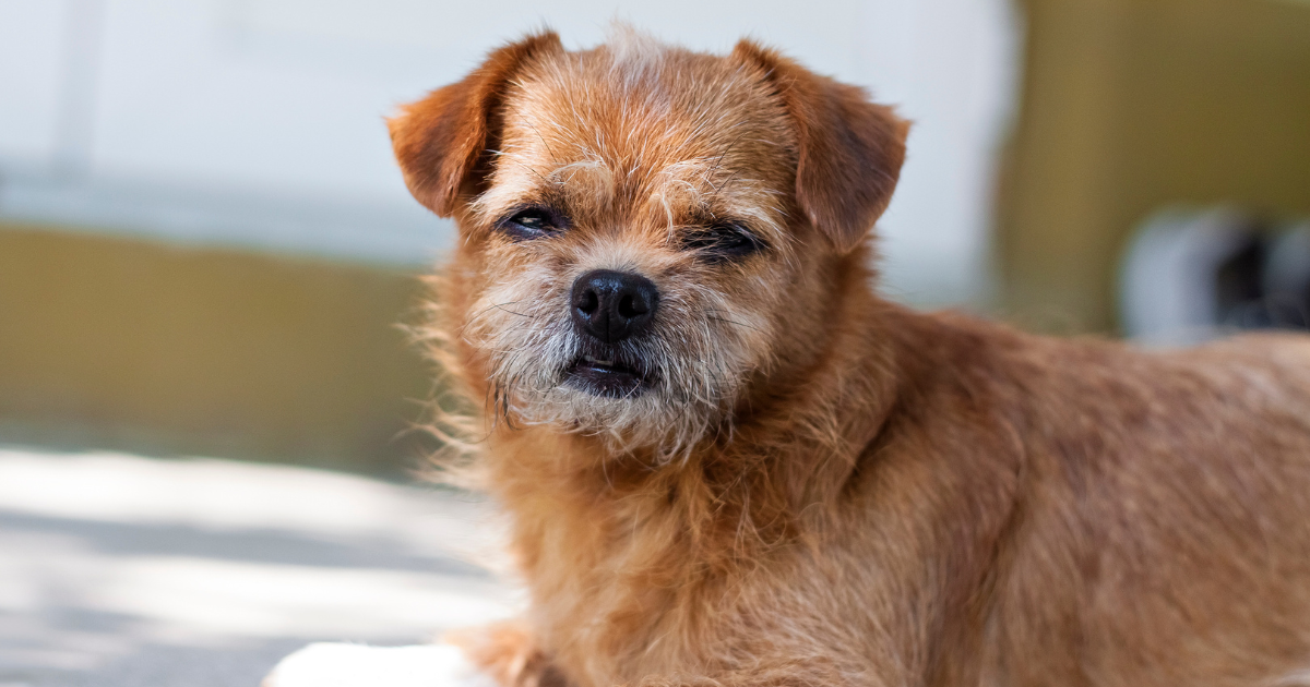 cushingov syndrom priznaky